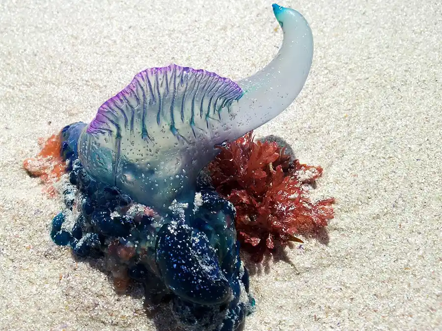 Bluebottle jellyfish Portuguese man o' war