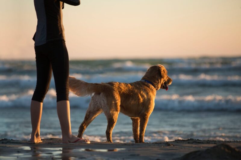 Dog walking on the beach