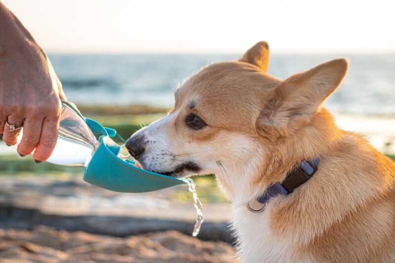 A dog drinking water at the beach