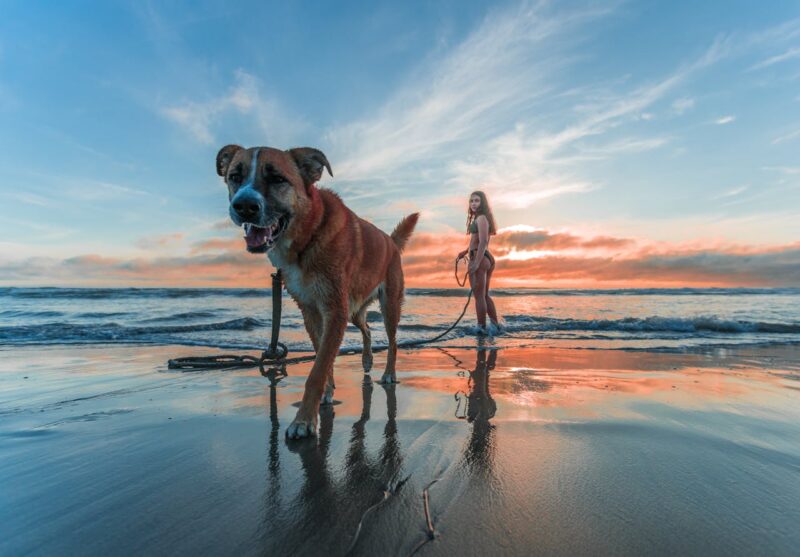 Dog on a leash at Whangarei beach