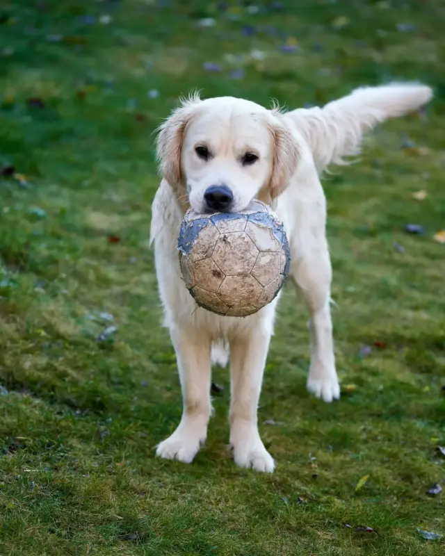 Dog playing with a soccer ball at Whangarei Dog Park