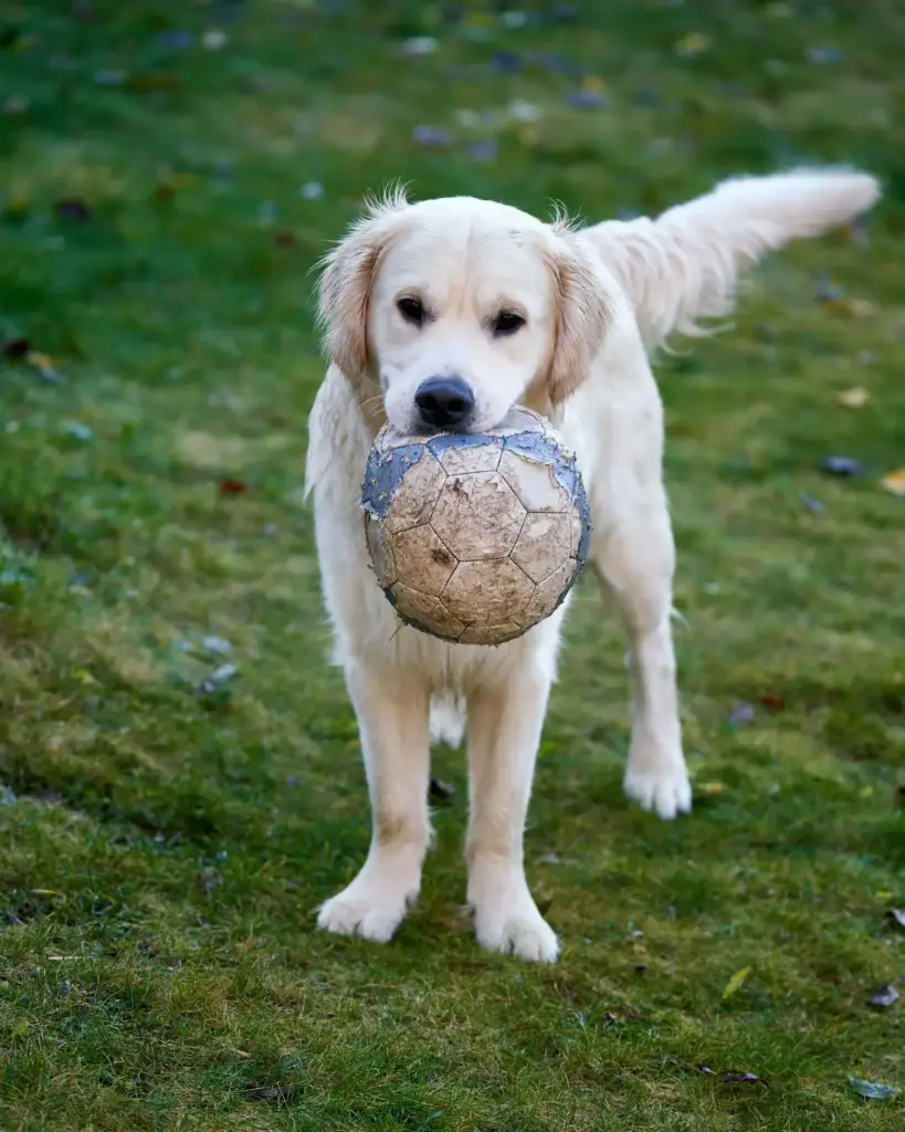 Dog with soccer ball 819x1024