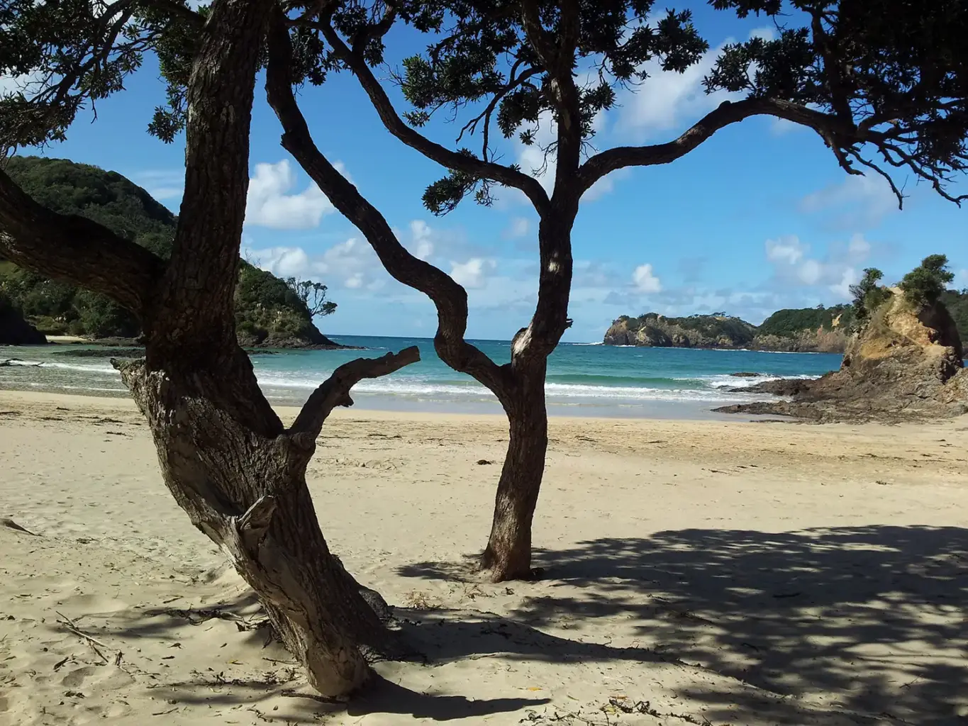 Matapouri beach under Pohutukawa trees 1365x1024