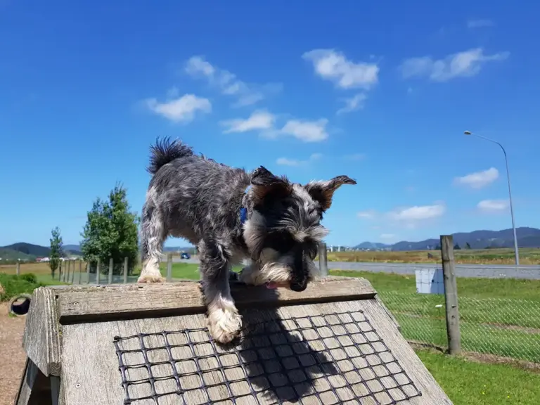 Whangarei dog park 1 768x576