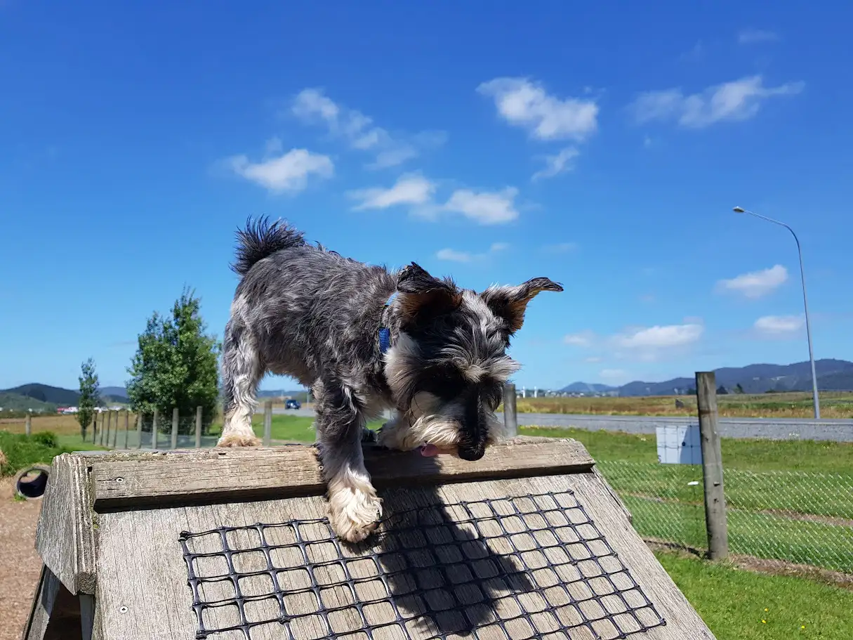 Whangarei dog park 1