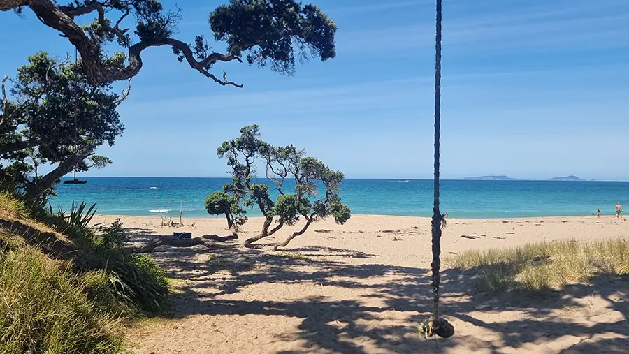 Tree swings at Kings Beach