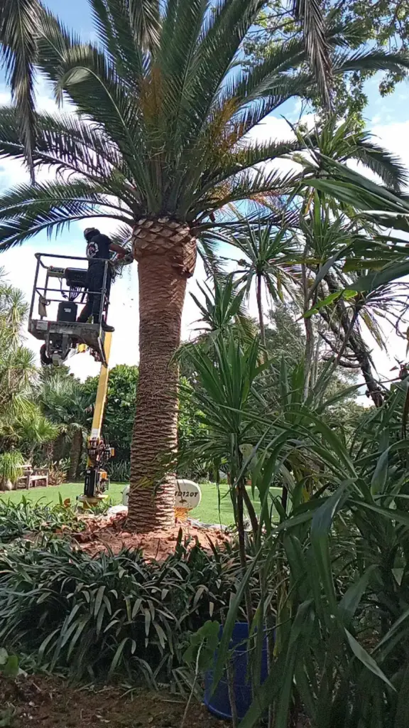 palm tree trimming 576x1024